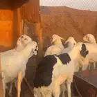 طليان سواكن فل شحم مرابي 4 شهور