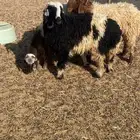 رخال هجين جذعه