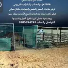 مفرق رماح الطريق زفلت لين يوصلك للاسطبل