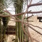 نخل اناثي من غير خلع لعدم الخبره في خلعه