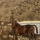 حصان شعبي حاار