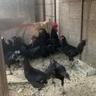 دجاج اندنوسي صاافي