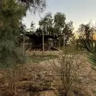 مزرعه غرب رفحاء