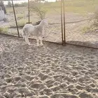 خروف مشروع فحل حري