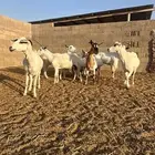 معزا