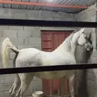 فرس شعبيه ومن نوادر الشعبيات