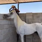 خيل شعبي للبيع