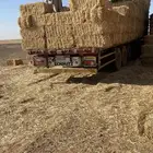 تبن قمح