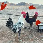 للبيع ديك بلدي وديك فيومي