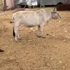 بقر للبيع