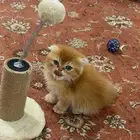 قط سكوتش فولد للبيع