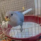 عصفور روز