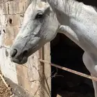 فرس للبيع