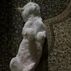 قط للتبني
