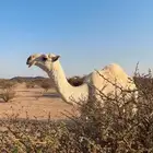 قعود خصم كفو الموقع بيشه