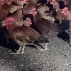 صيصان بلدي محصنه