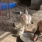دجاجه فارسي