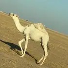قعود