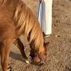 مهره عربيه شعبيه