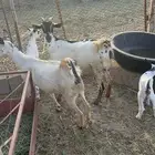 ماعز مناتيج