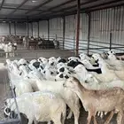 طليان سواكن بهم تربيه دمازين فاخر