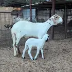 رخل سواكنيه بيضا معها رخل