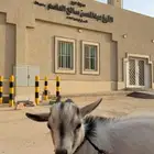 ماعز قزم