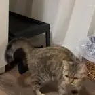 قطوه سكوتش بريتش للتبني