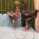 جوز مالتيز حمام