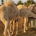 للبيع حشو قصب العدد 4