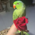 للبيع ببغاء الدرة كحول