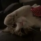 قط سكوتش للتبني
