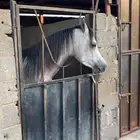 مهر واهو البيع