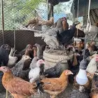 دجاج بلدي