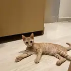 قطه لتبني