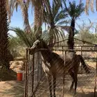 مهر شعبي