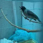 طيرين بلابل سوري ( تم البيع الله يبارك للمشتري عدد ريشها )