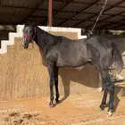 مهر انتاج ادهم