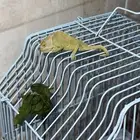 حرباء للبيع   سبب البيع لااعرف له