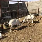 شياه حريات مضاريع العدد 2