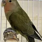 طيور روز