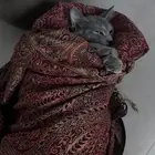 قطو فجعان للتبني