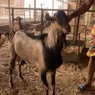 تيس جنوبي