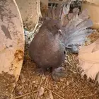 حمام رقاص أمريكي العدد 2