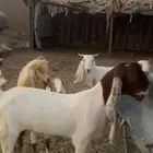 معزاء ثنتين هولنديه وثنتين بلديه