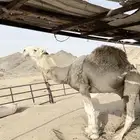 بعير للبيع