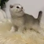 قطو سكوتش