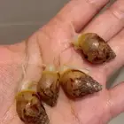 عرض لأول مره 4 و 4 مجانا