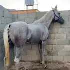 حصان شعبي