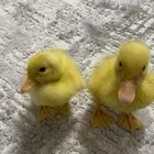 بط صوص